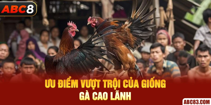 Ưu điểm vượt trội của giống gà Cao lãnh